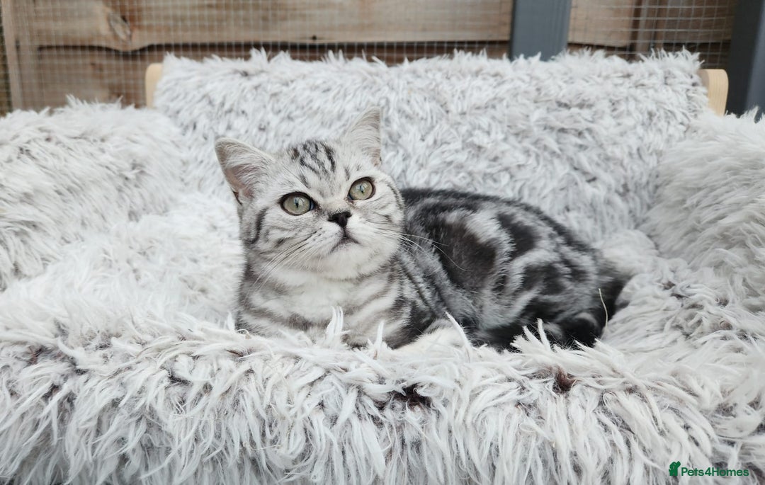 British Shorthair cats for sale: Stunning BSH Silver tabby female kitten - Image 1