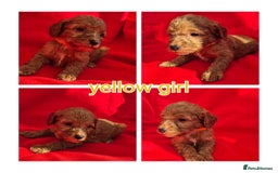 Cockapoo dogs for sale: cockerpoo puppies  - Image 3