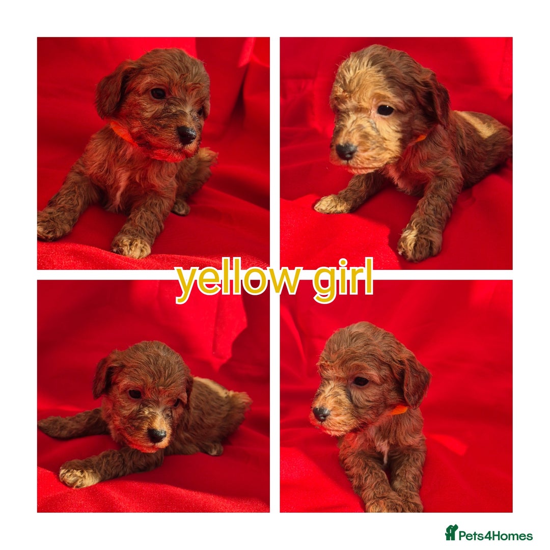 Cockapoo dogs for sale: cockerpoo puppies  - Image 3