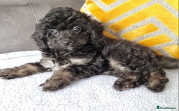 Cockapoo dogs for sale: Fully Vaccinated, Adorable small Cockapoo puppies - Image 17