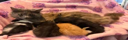 Mixed Breed cats for sale: Frankie’s Kittens Ready 20th August - Advert 39