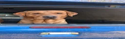 Labrador Retriever dogs for sale: KC registered 3year old fox red labrador in Deal - Advert 1