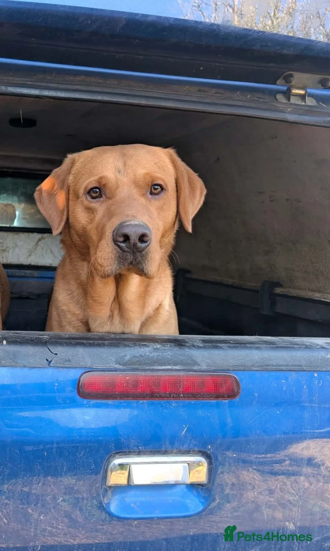 Labrador Retriever dogs for sale: KC registered 3year old fox red labrador in Deal - Advert 1