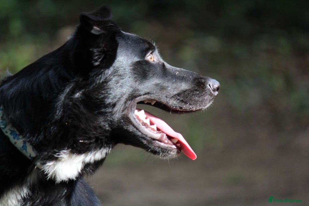 Border Collie dogs for sale: Border collie  - Image 20