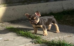 French Bulldog dogs for sale: French bulldog puppy  - Image 4