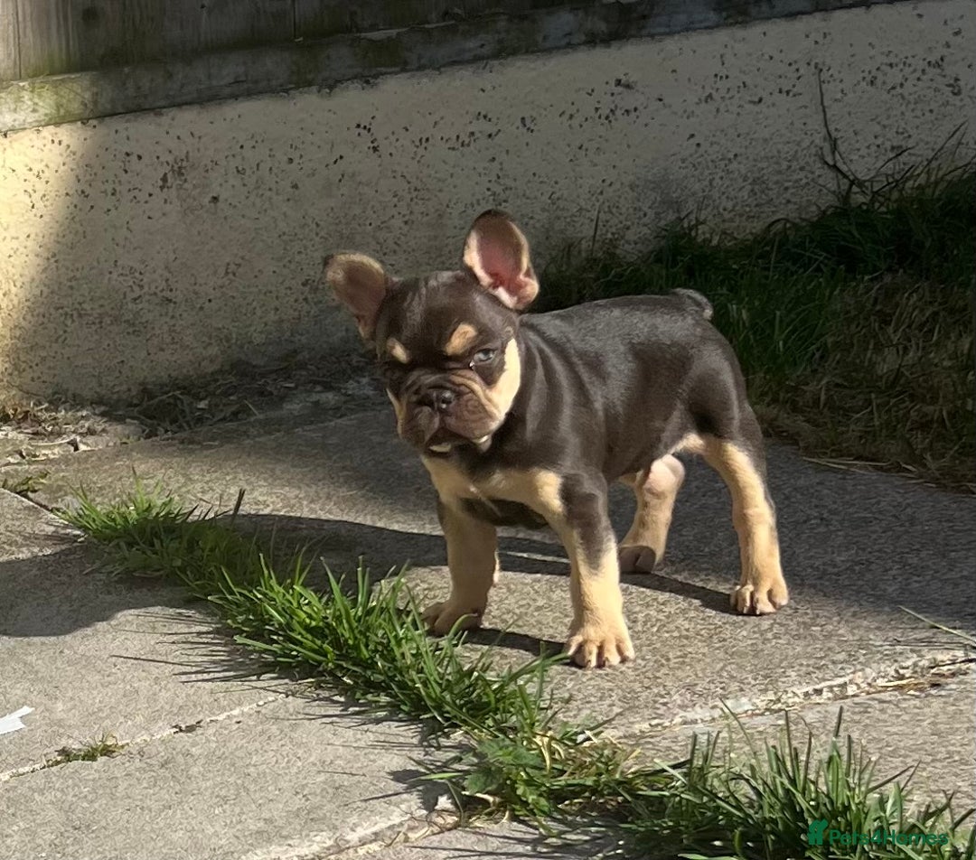 French Bulldog dogs for sale: French bulldog puppy  - Image 4