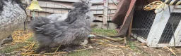 Chickens poultry for sale: Dark Grey 11 week old Silkie chick - Advert 5