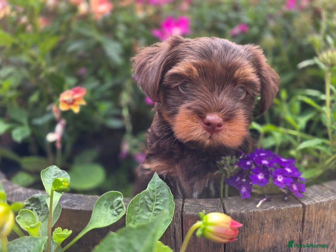 Yorkshire Terrier dogs for sale: Chocolate Yorkies  - Image 15
