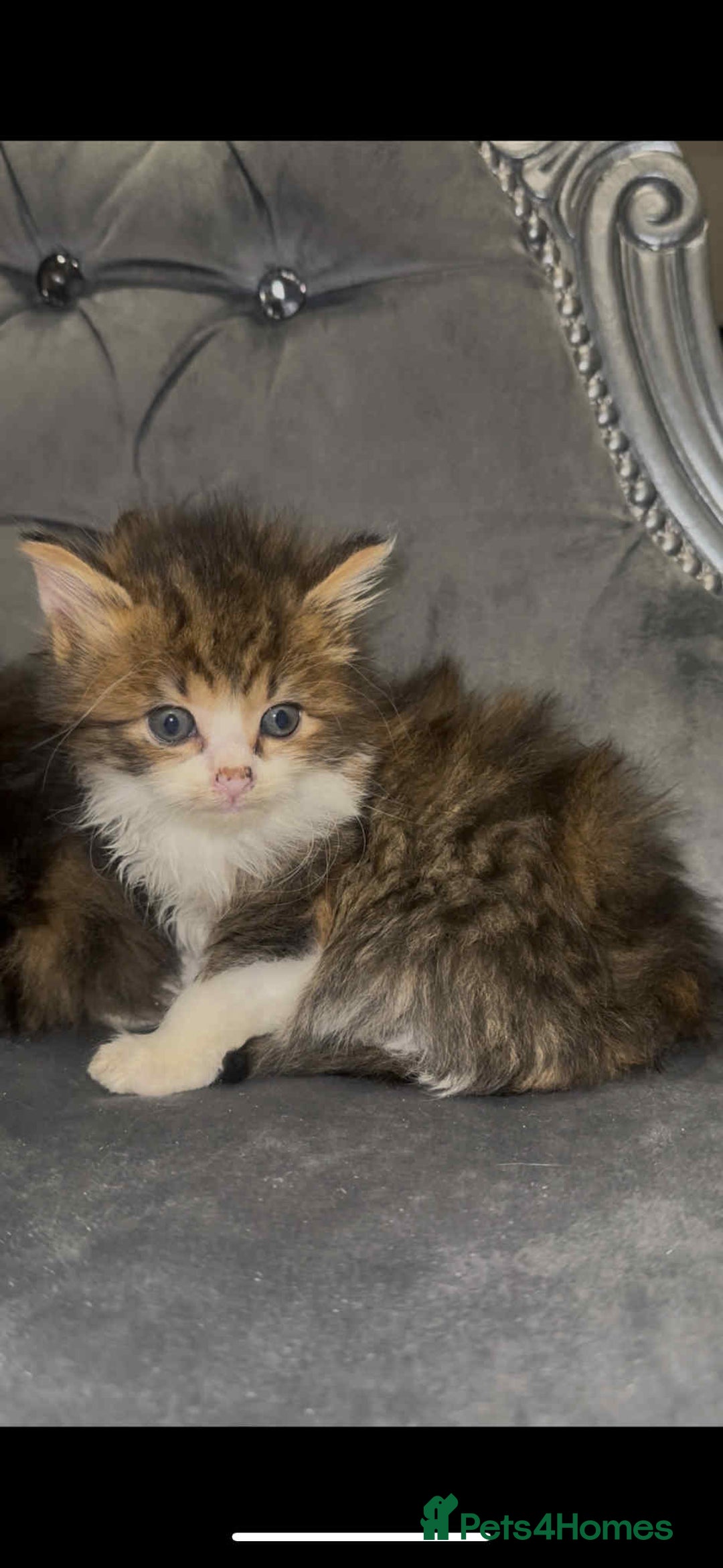 Siberian cats for sale: Kittens for sale bradford - Advert 25