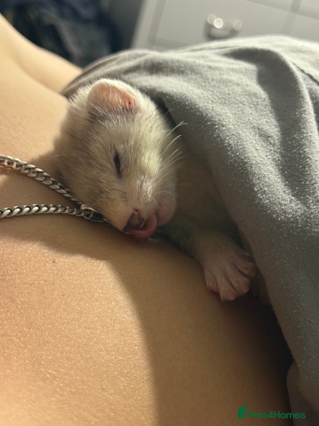 Ferret rodents for sale: Baby Male/female pair playful  ferrets - Advert 4