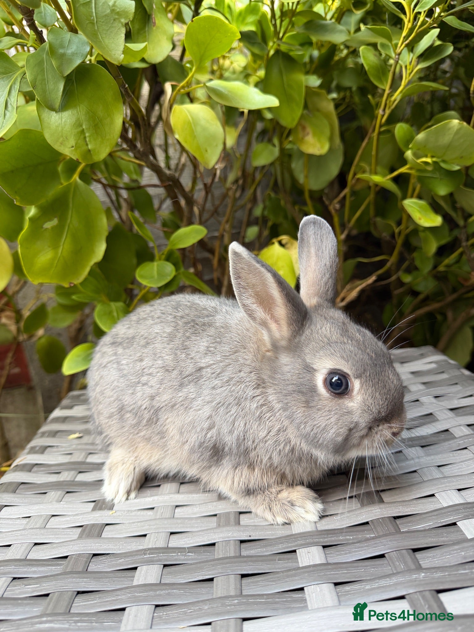Netherland Dwarf rabbits   Ready for new home Purebred Netherland Dwarf  - Advert 2