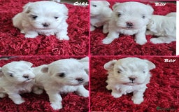 Maltese dogs for sale: MALTESE💖KC.Registered,5 generation pedigree🩵 🐩 - Image 1
