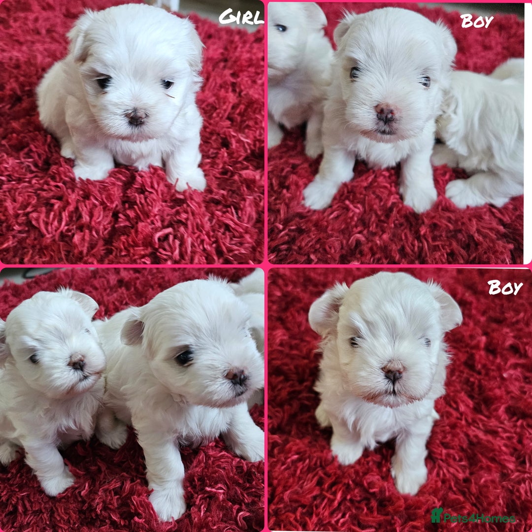 Maltese dogs for sale: MALTESE💖KC.Registered,5 generation pedigree🩵 🐩 - Image 1