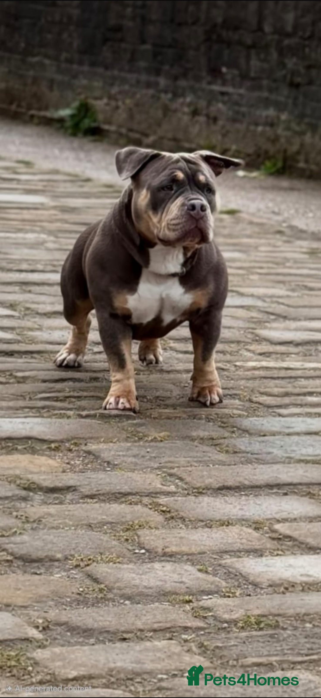 American Bully dogs for sale: Luna x Dynamite puppies🧨🧬 4 girls✅ 4 boys✅ - Advert 2
