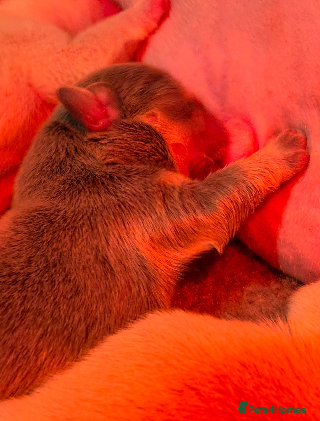 French Bulldog dogs for sale: French Bulldog Puppies - Advert 12