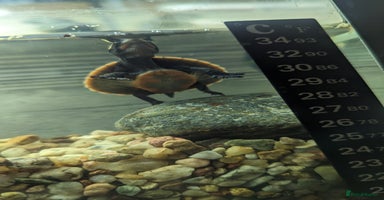 Turtle reptiles in Dunstable - Advert 11