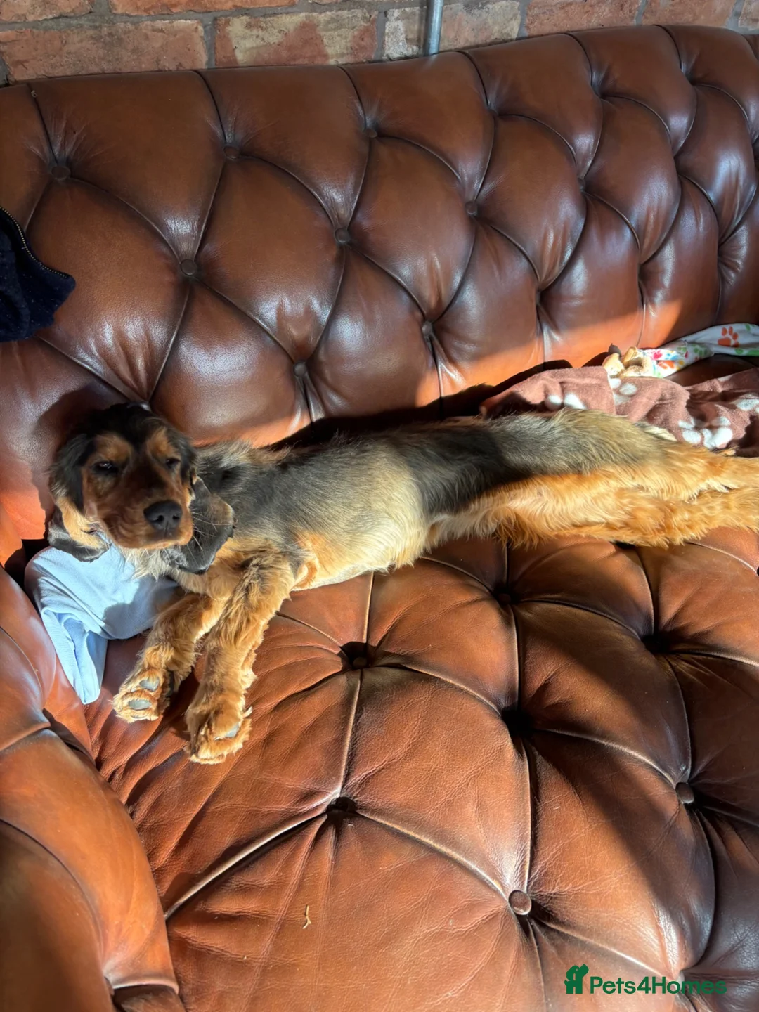 Cocker Spaniel dogs for sale: Lovely Lady - Advert 1