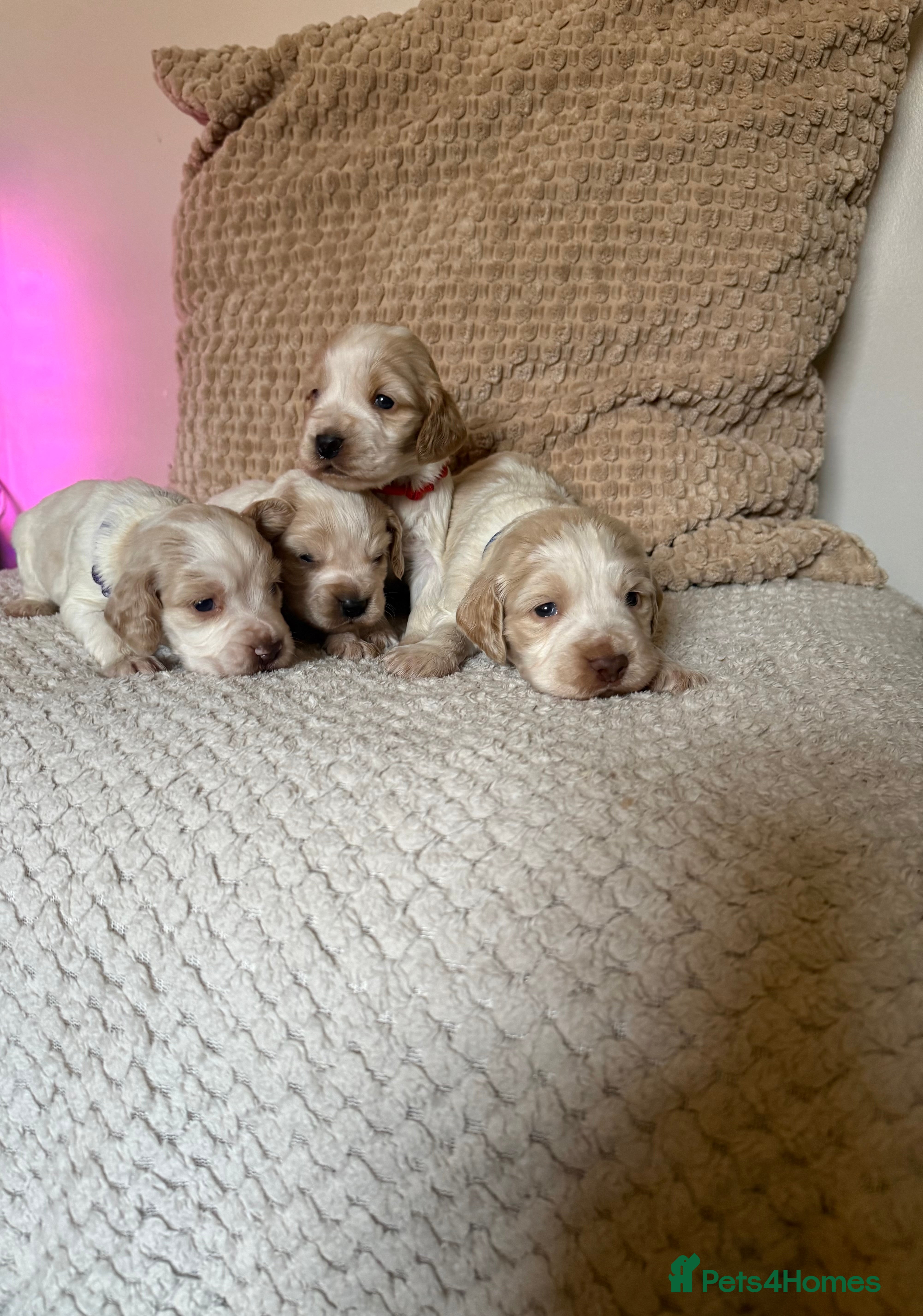 Sprocker dogs Stunning Sprocker Spaniel Puppies For Sale  - Advert 12