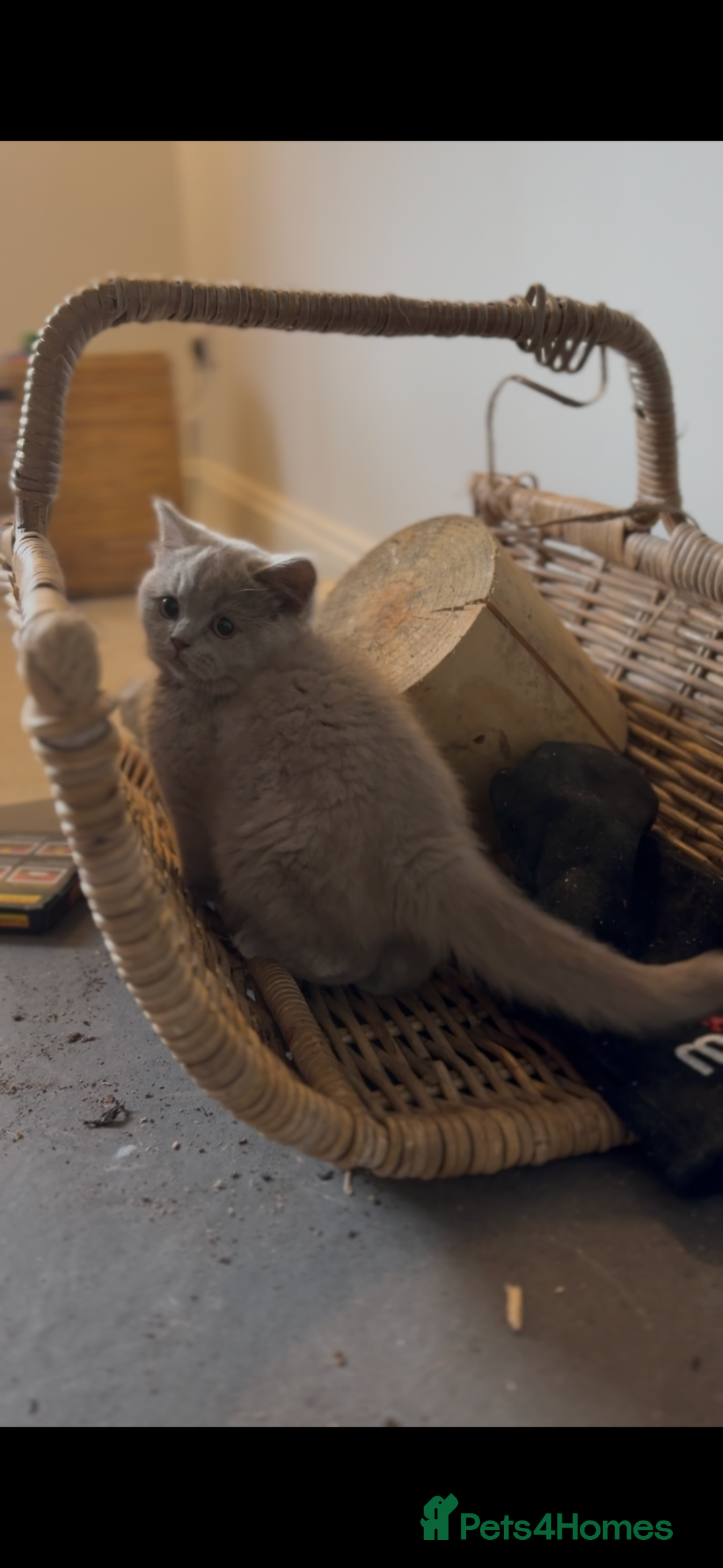 British Shorthair cats for sale: LAST BOY LEFT  - Advert 4