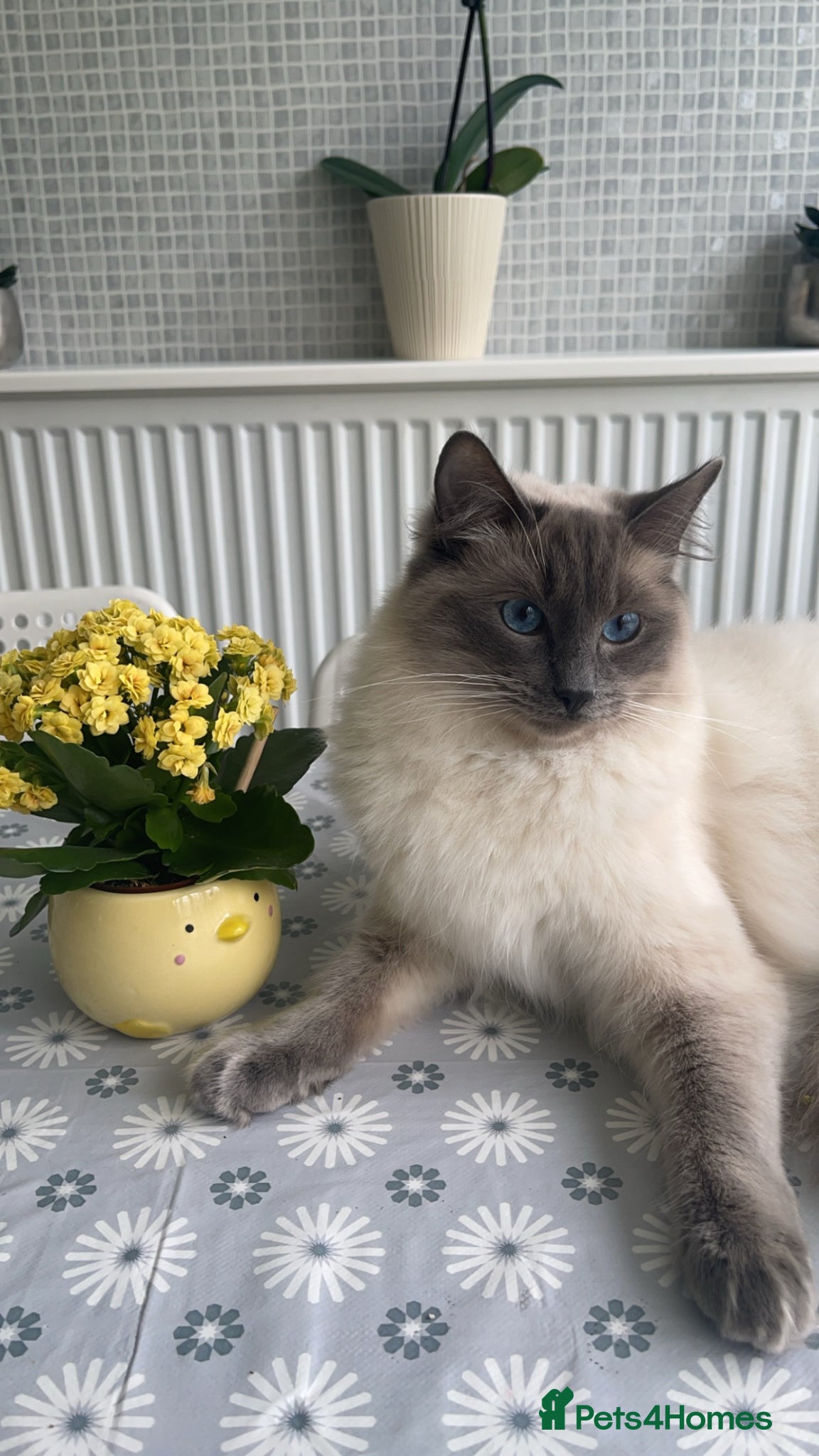 Ragdoll cats Male ragdoll  - Advert 1