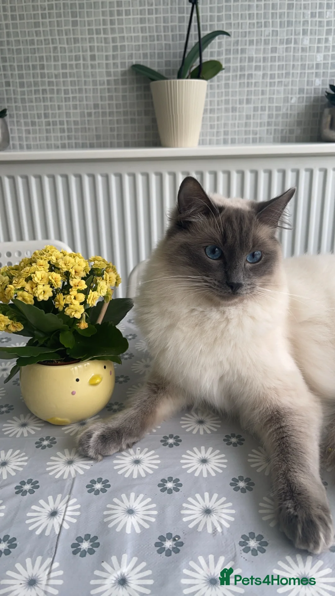 Ragdoll cats for sale: Male ragdoll  - Advert 1