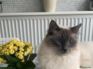 Ragdoll cats Male ragdoll - Advert 1