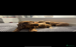 Cocker Spaniel dogs for sale: ALL GOLDEN 100% SHOW TYPE HEALTH TESTED PARENTS  - Image 9