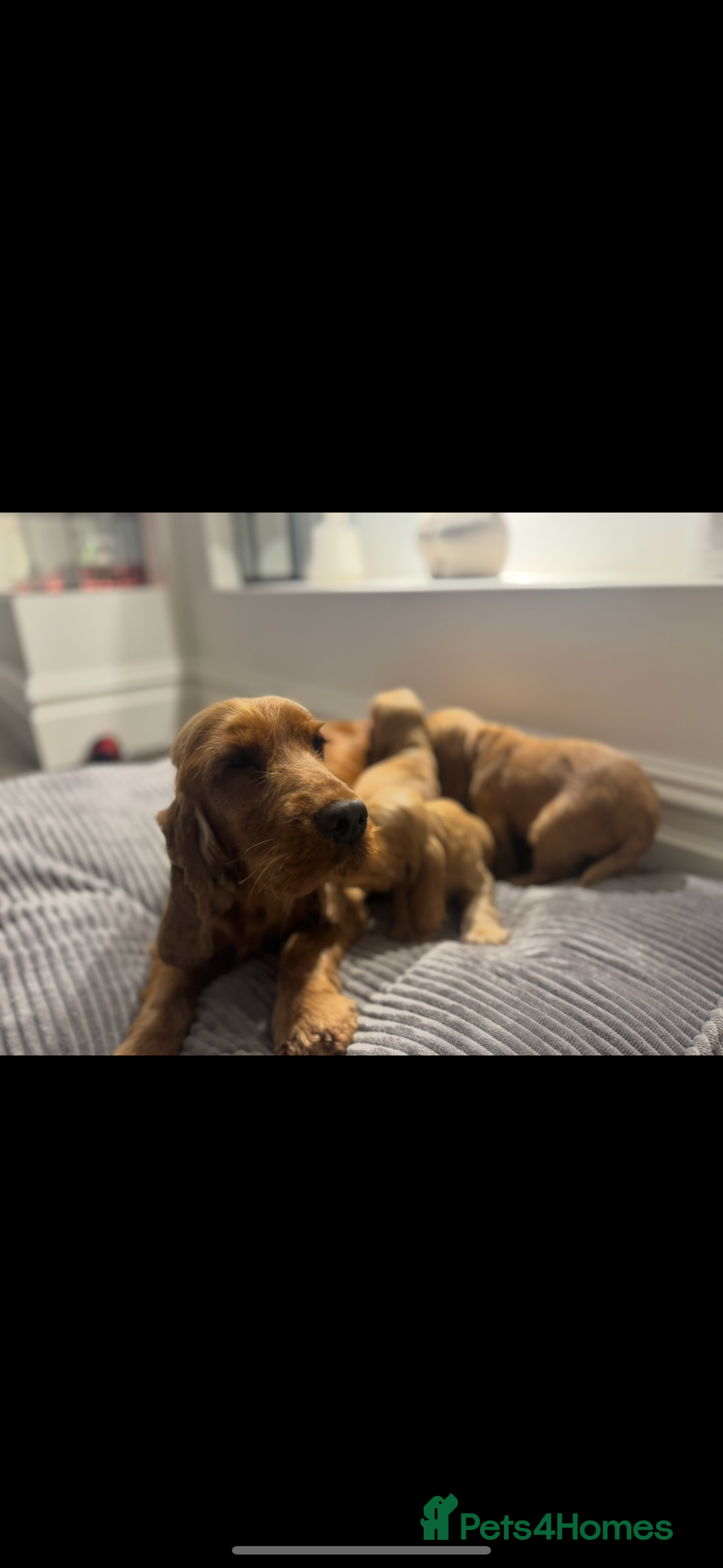 Cocker Spaniel dogs for sale: ALL GOLDEN 100% SHOW TYPE HEALTH TESTED PARENTS  - Image 9
