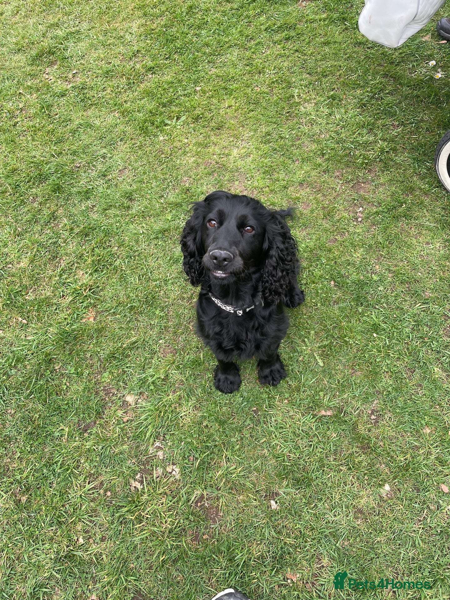 Cocker Spaniel dogs Working cockerspaniel puppies - Advert 2