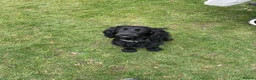 Cocker Spaniel dogs for sale: Working cockerspaniel puppies in Macduff - Advert 1