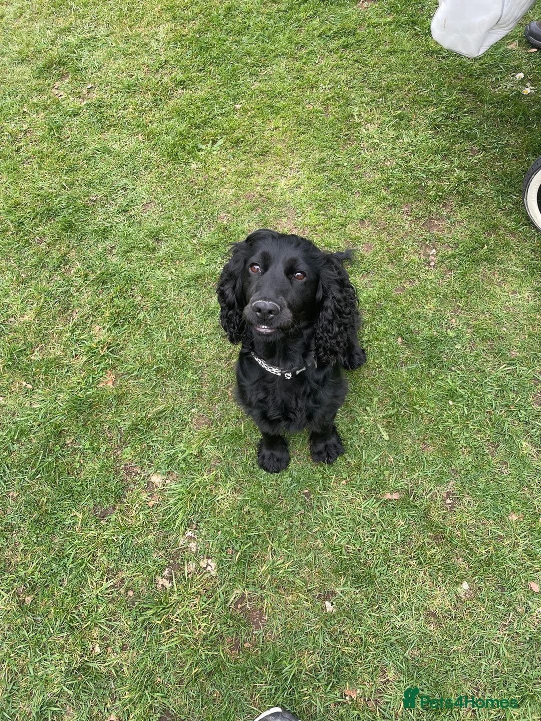 Cocker Spaniel dogs for sale: Working cockerspaniel puppies in Macduff - Advert 1