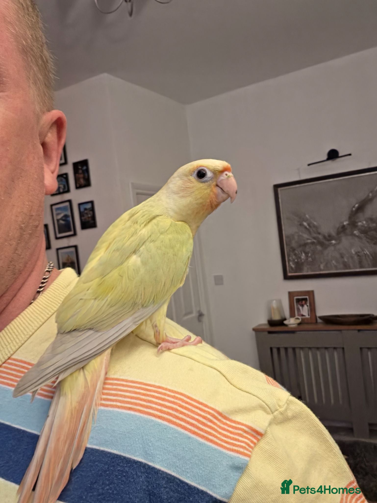 Conures birds Handreared Tame Conures - Advert 2