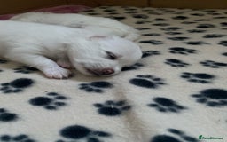 Pomeranian dogs for sale: Lovely Pomeranian - Image 19