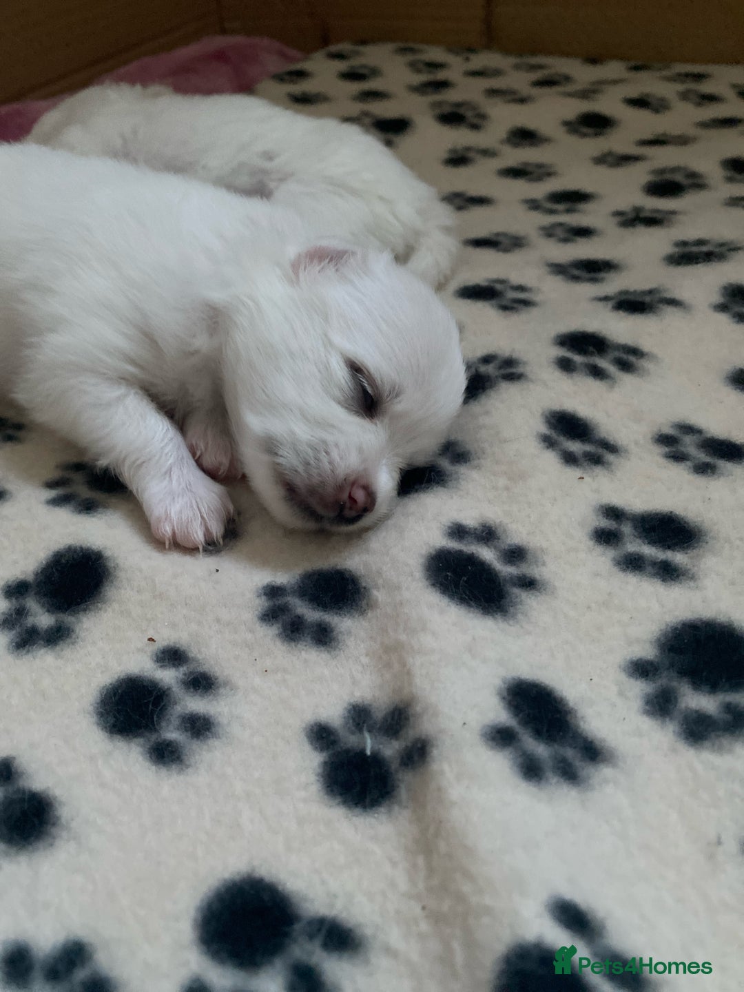 Pomeranian dogs for sale: Lovely Pomeranian - Image 19