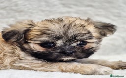 Shih Tzu dogs for sale: Gorgeous Small Imperial Shih tzu puppies READY - Image 10