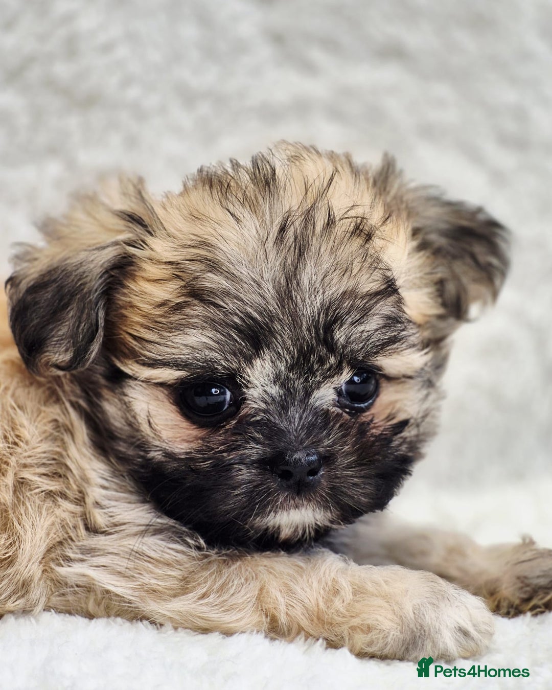 Shih Tzu dogs for sale: Gorgeous Small Imperial Shih tzu puppies READY - Image 10
