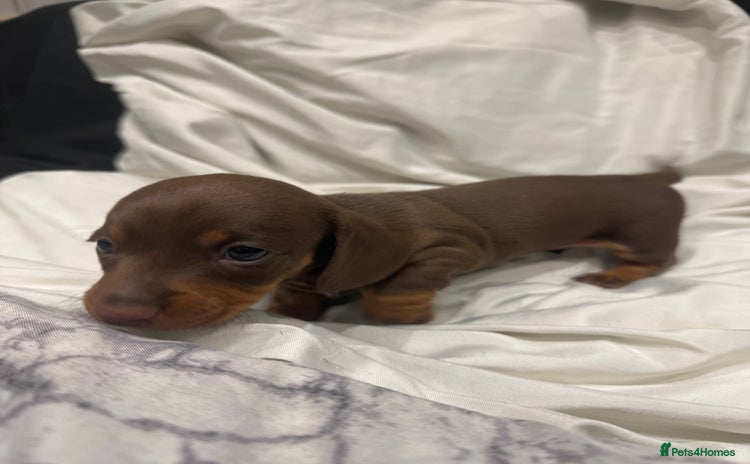 Miniature Dachshund dogs - Advert 11