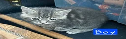 Mixed Breed cats for sale: 2 Grey Kittens  - Advert 7
