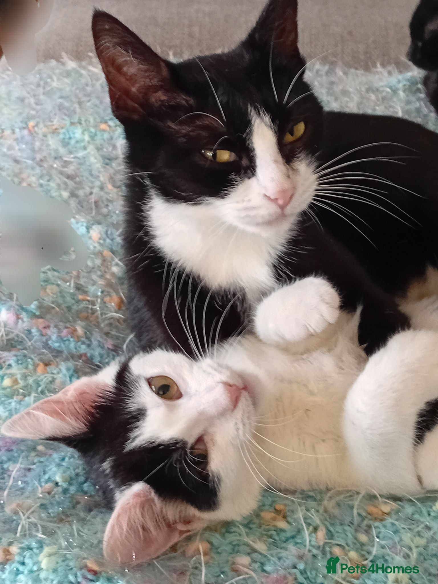 Mixed Breed cats Sweet kittens looking for their forever homes - Advert 1
