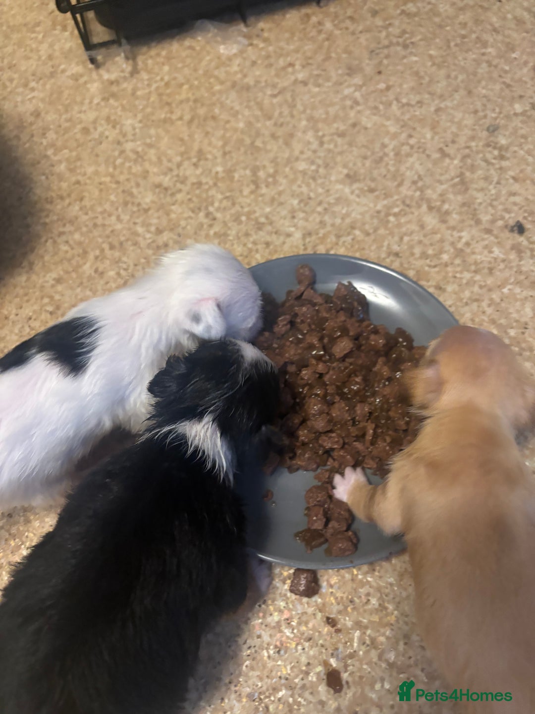Jack Russell dogs for sale: Jack Russell puppies for sale - Image 23