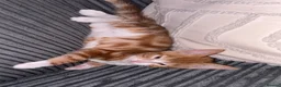 Mixed Breed cats for sale: 2 female kittens  in Great Yarmouth - Advert 5