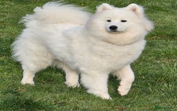 Samoyed dogs for sale: Beautiful Samoyed Puppies! ✨* - Image 13