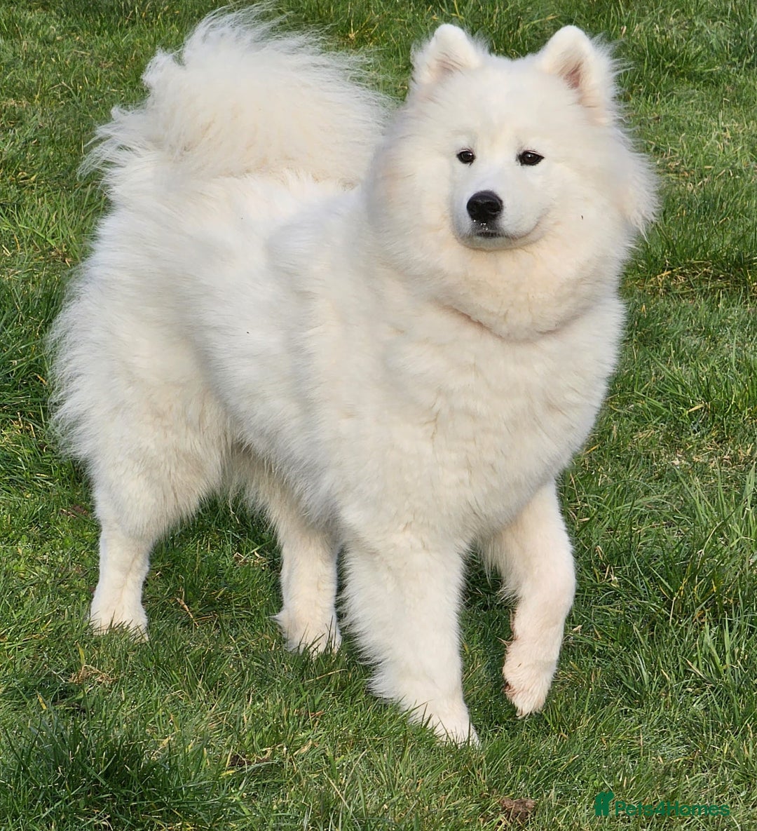 Samoyed dogs for sale: Beautiful Samoyed Puppies! ✨* - Image 13
