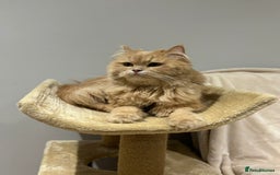 Mixed Breed cats for adoption: SIMBA BEAUTIFUL PERSIAN BOY MEDIUM ENERGY - Image 8