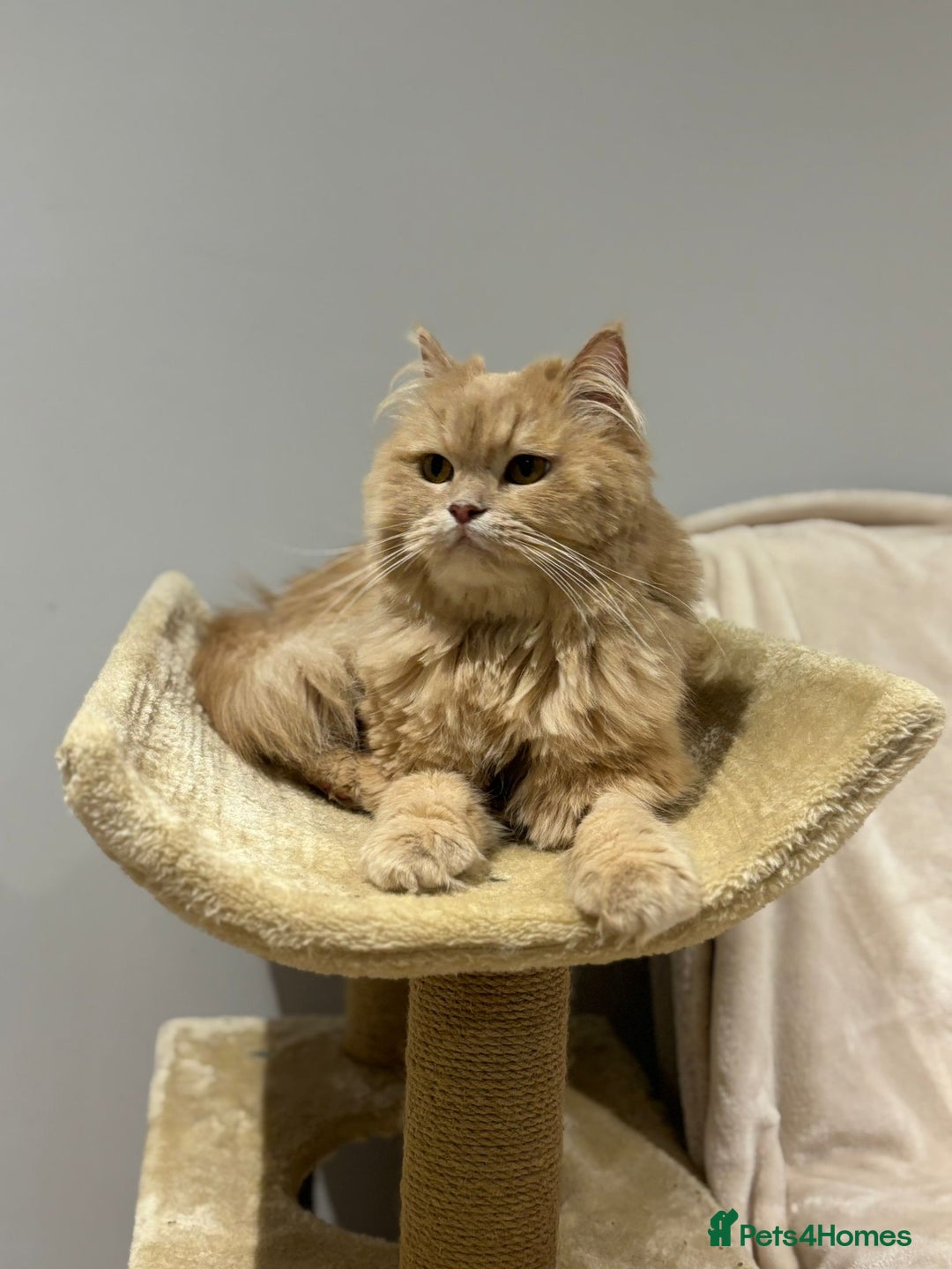 Mixed Breed cats for adoption: SIMBA BEAUTIFUL PERSIAN BOY MEDIUM ENERGY - Image 8