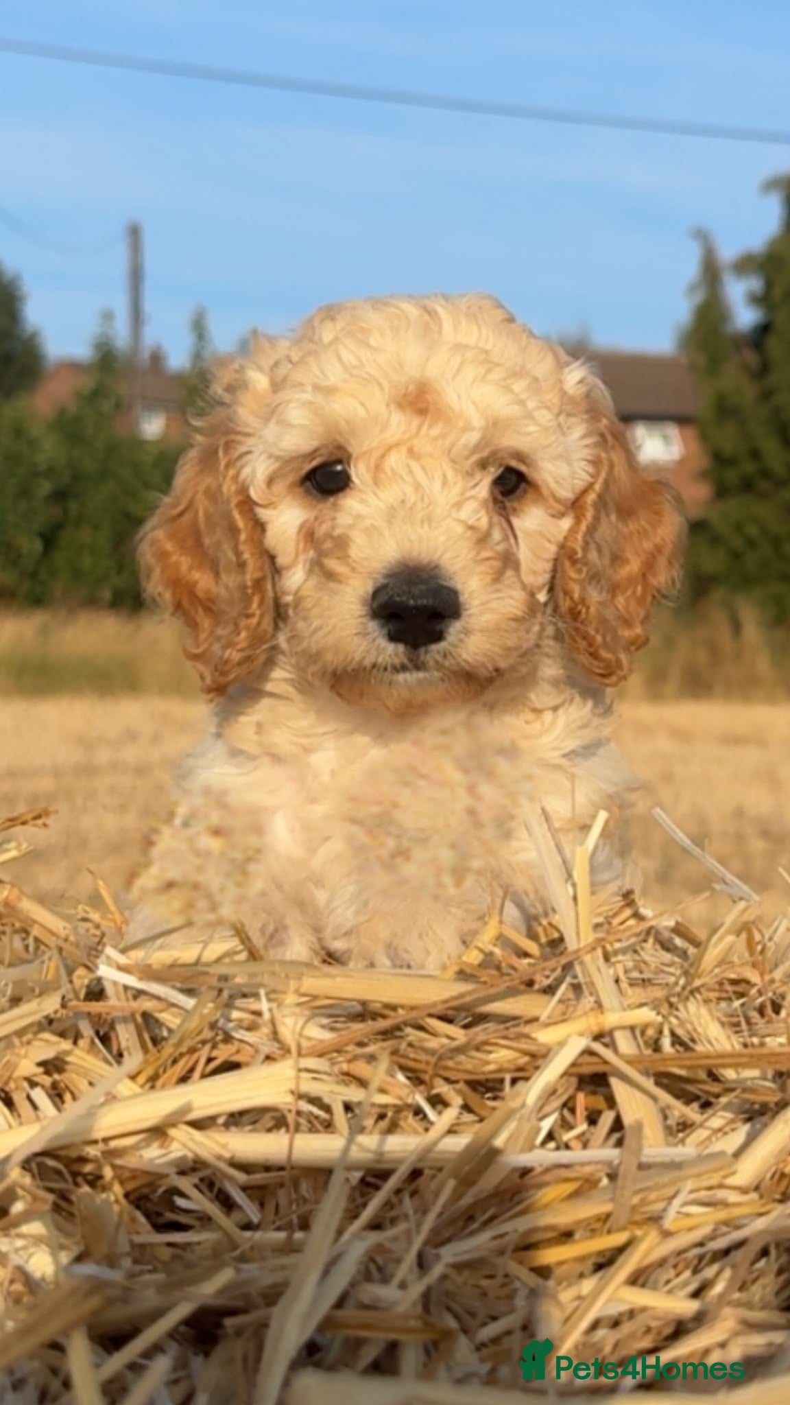 Cockapoo dogs Cockapoo puppies - Advert 2