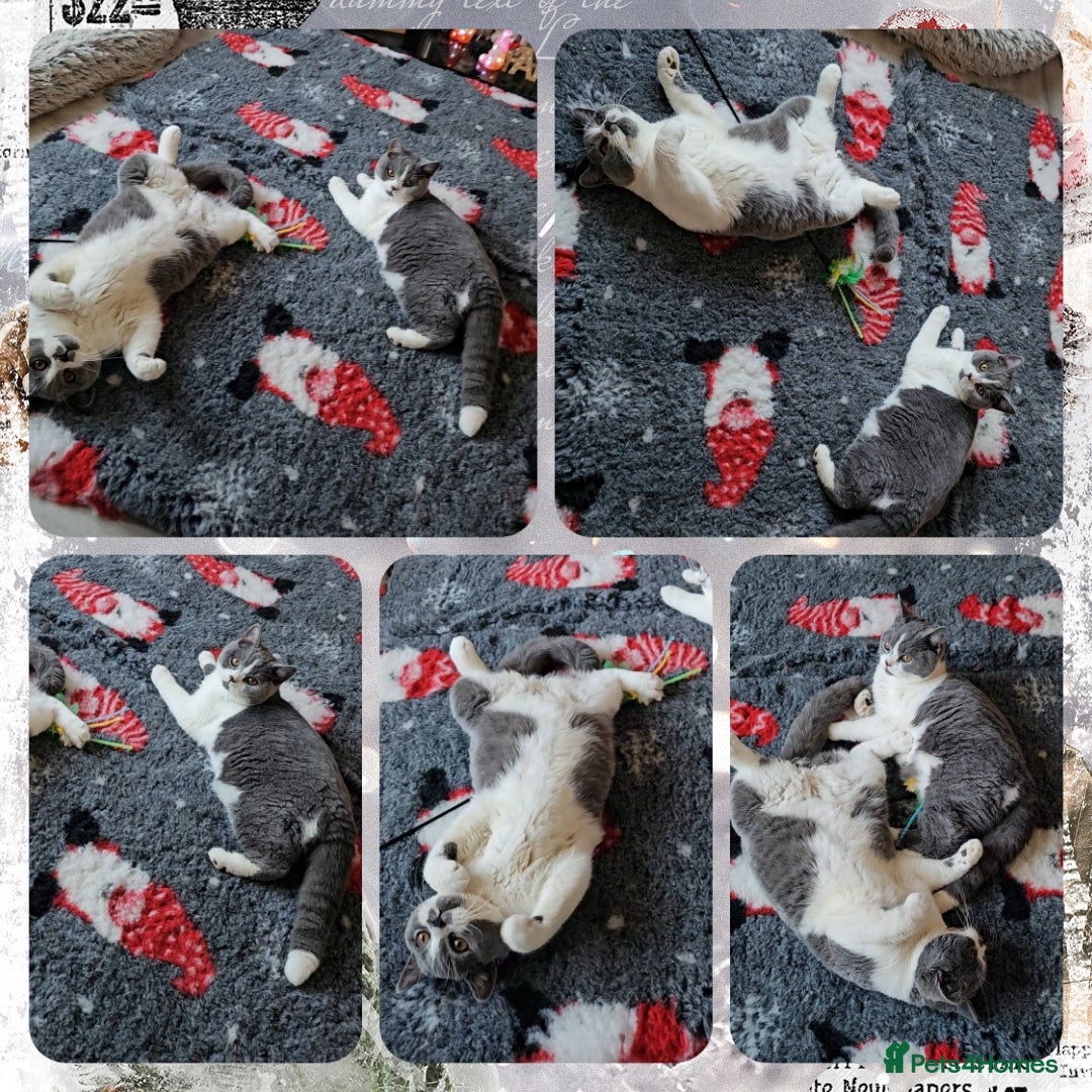 British Shorthair cats for sale: 2 chunky pedigree bsh male kittens - Advert 1