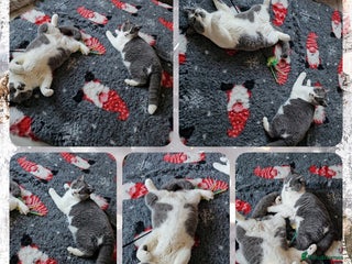 British Shorthair cats 2 chunky pedigree bsh male kittens - Advert 4