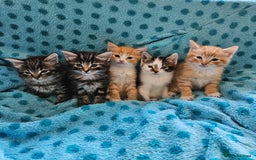 Mixed Breed cats for sale: GINGER GIRL AND TABBY BOY  - Image 3