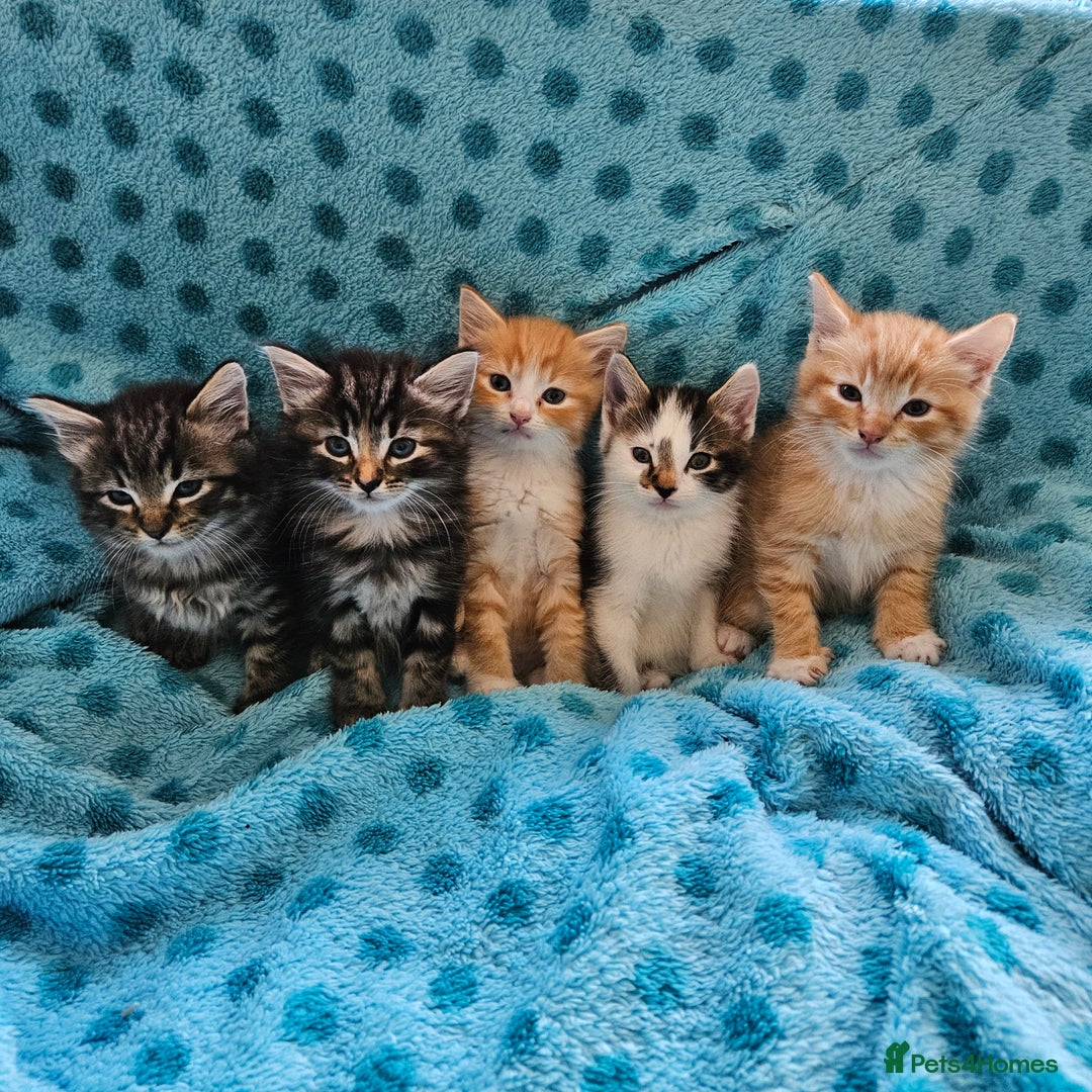 Mixed Breed cats for sale: GINGER GIRL AND TABBY BOY  - Image 3